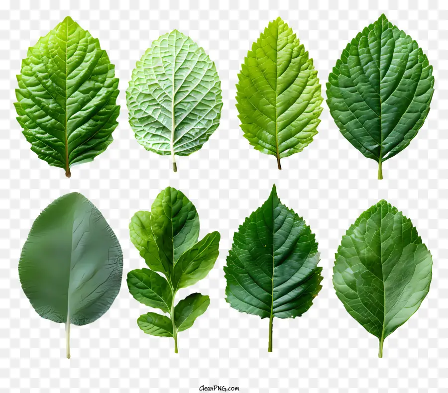 Folhas Verdes，Padrão Circular PNG