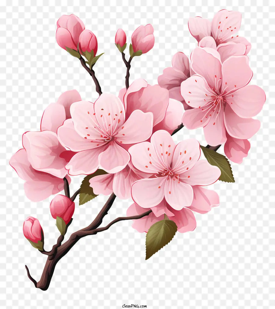 Branch De Cereja Sakura Com Flores Florescentes，árvore De Sakura PNG