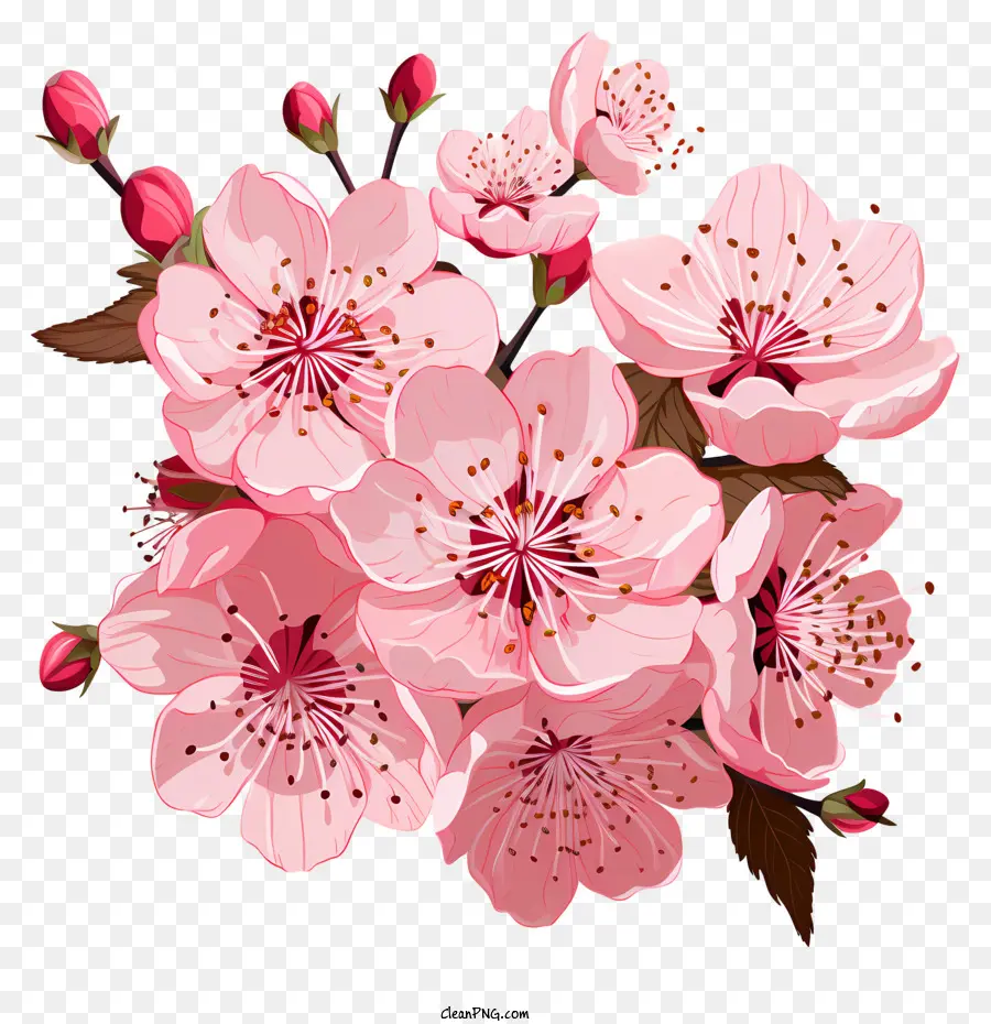 Galhos E Flores De Sakura，Flor De Cerejeira PNG