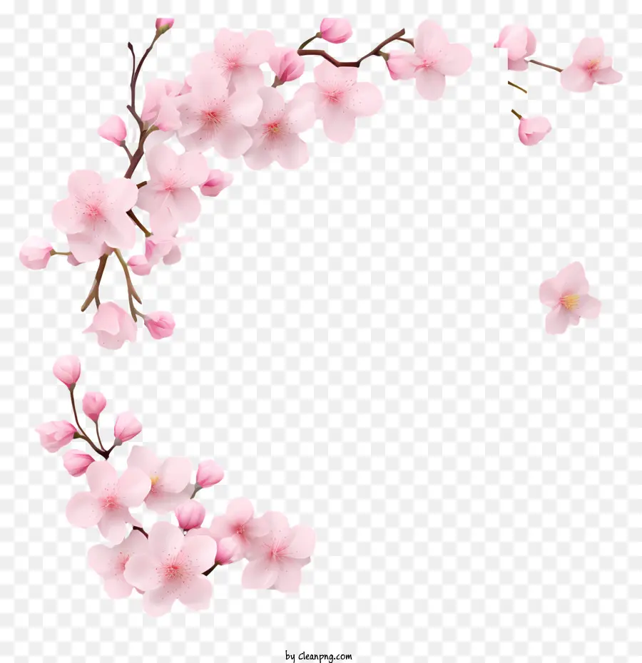 Papel Em Branco Com Flores De Cerejeira，Sakura Floresce PNG