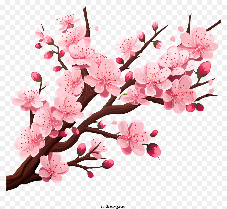 Black Branch De Cherry Desenhado à Mão，Árvore Rosa Sakura PNG