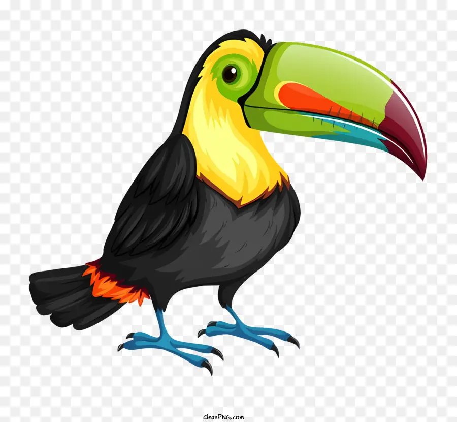 Parrot De Pássaro，Tucano PNG