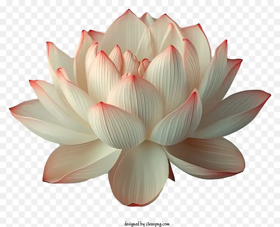 Flor De Lótus，Lótus PNG