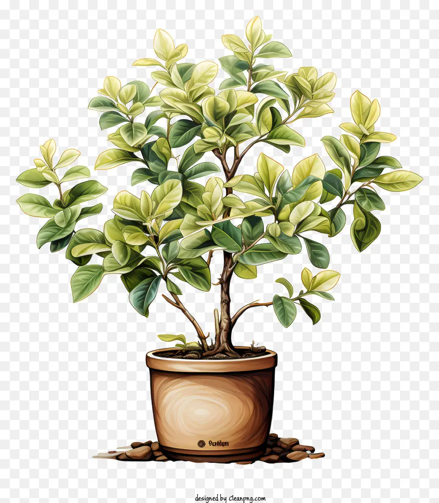 Planta De Café，Planta Em Vaso PNG