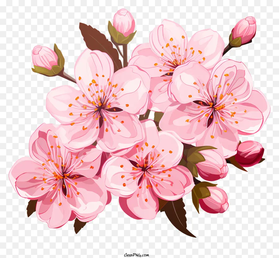 Galhos E Flores De Sakura，Flor De Cerejeira PNG