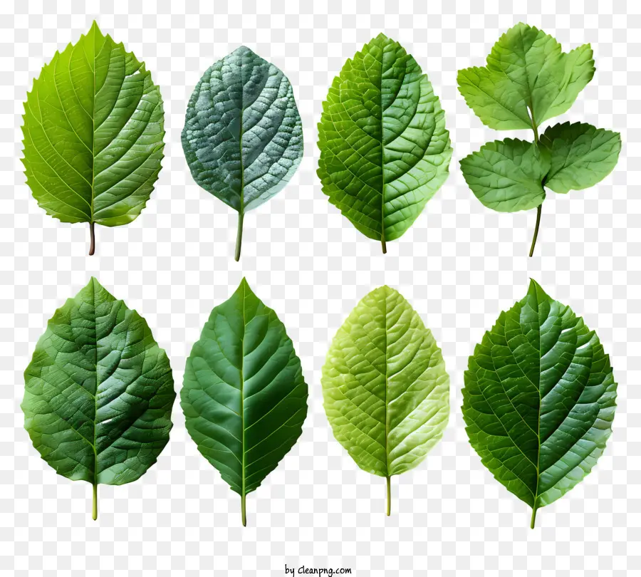 Folhas Verdes，Formação Circular PNG