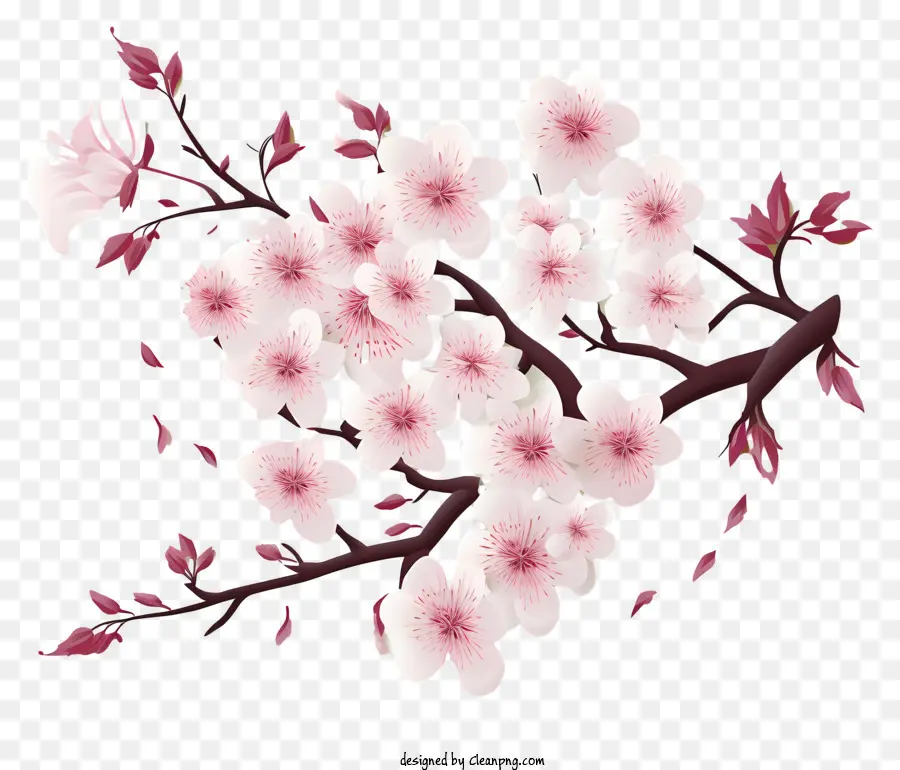 Papel Em Branco Com Flores De Cerejeira，Flores De Flores De Cerejeira PNG