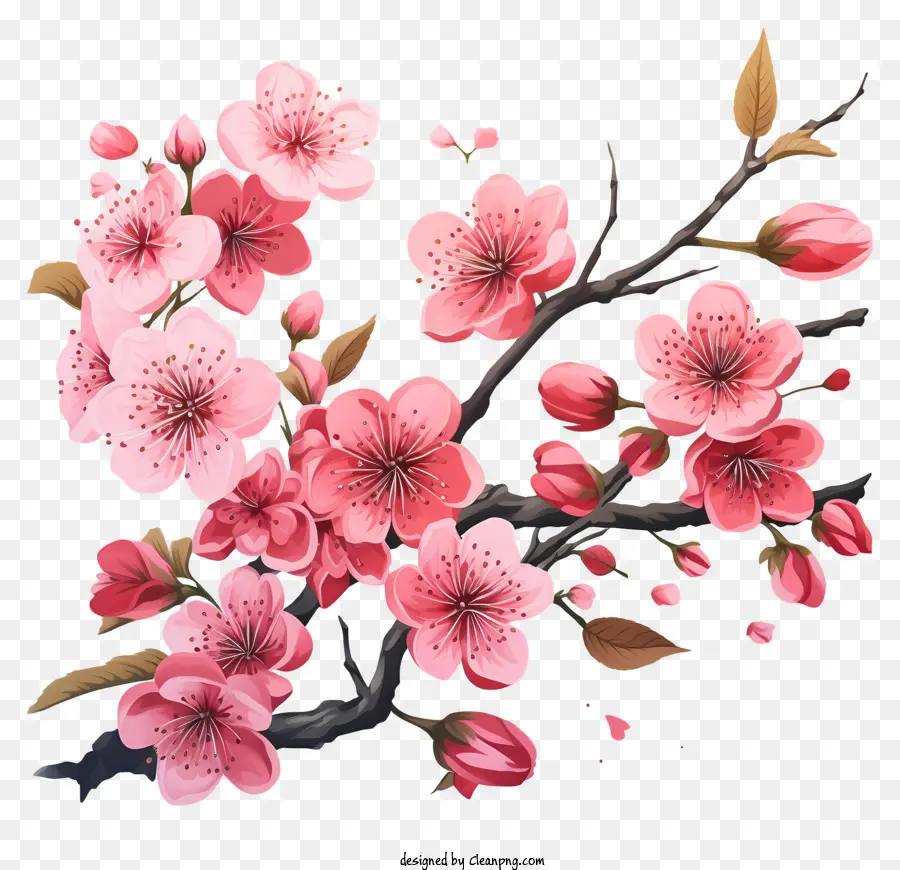 Tintas Multicoloridas Blossom De Cherry Branch，Árvore De Flor De Cerejeira Rosa PNG