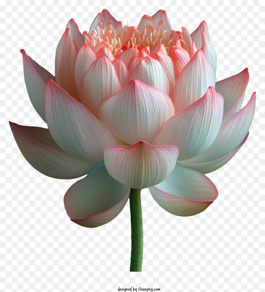 Flor De Lótus，Cor De Rosa Lotus PNG