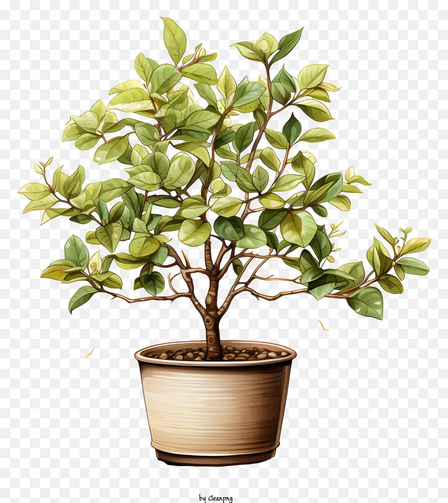 Planta De Café，Planta Em Vaso PNG