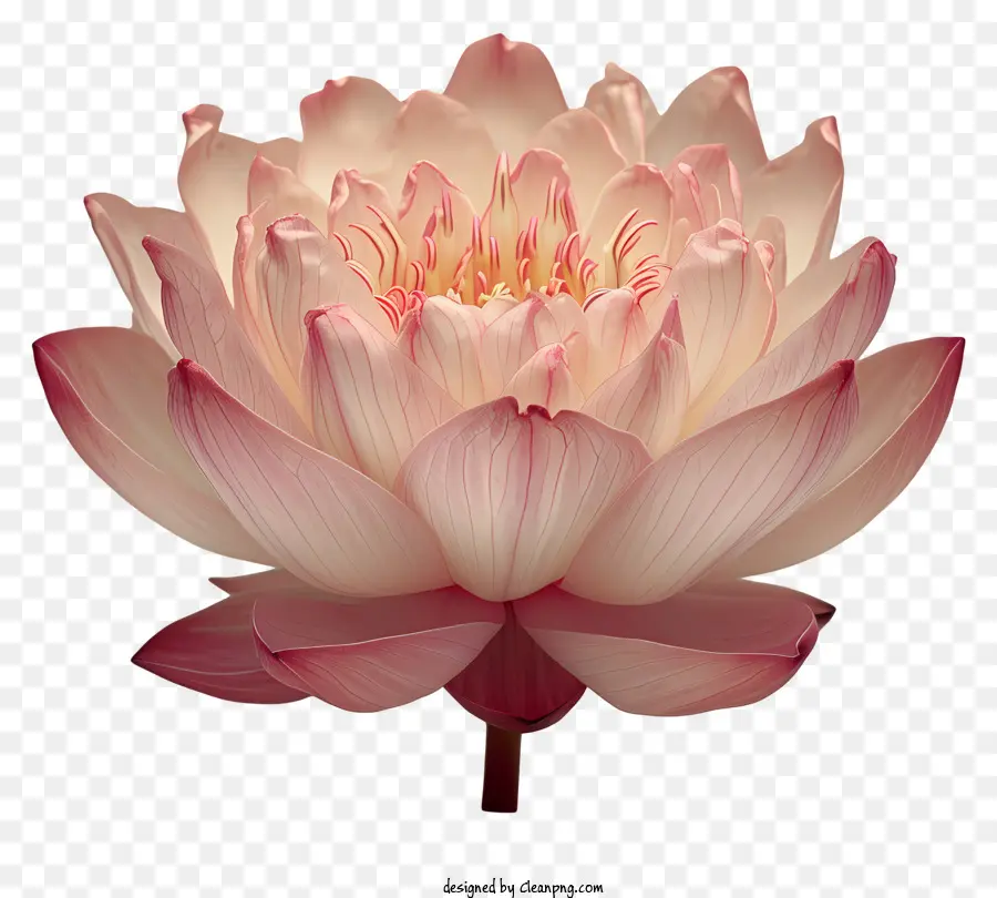 Flor De Lótus，Lótus PNG