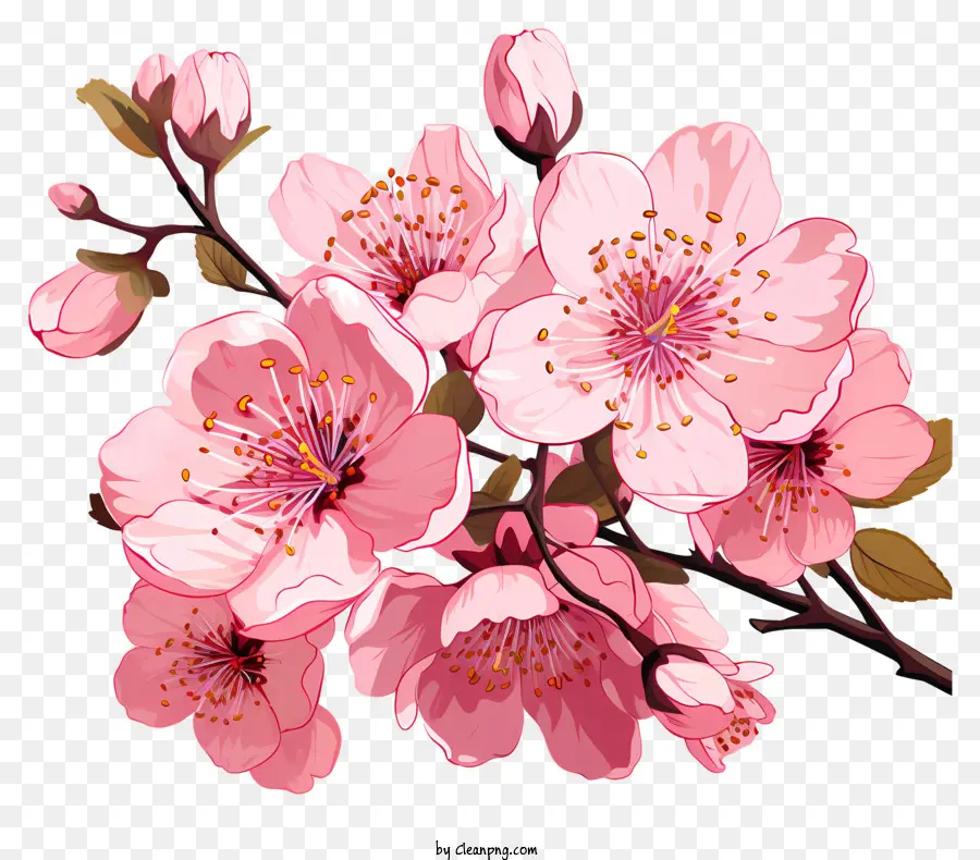 Ramos E Flores De Sakura，Flores De Cerejeira PNG