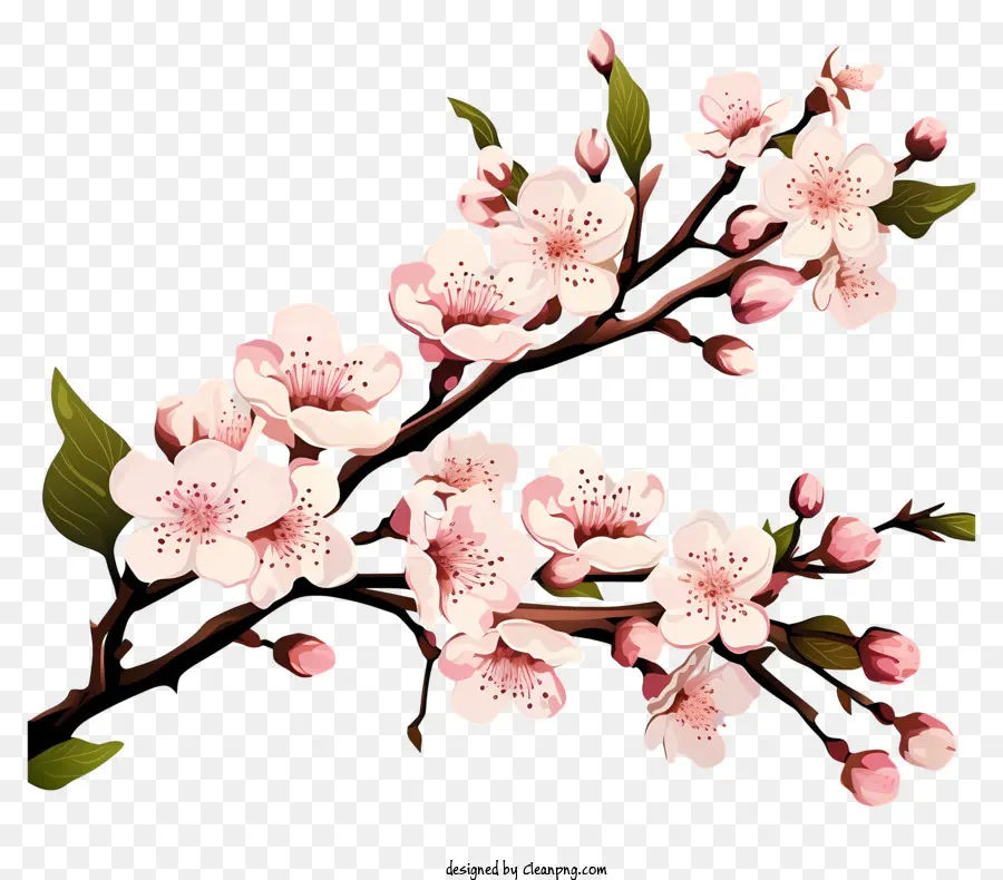 Blossom De Ramo De Cereja No Estilo Doodle，Sakura Floresce PNG