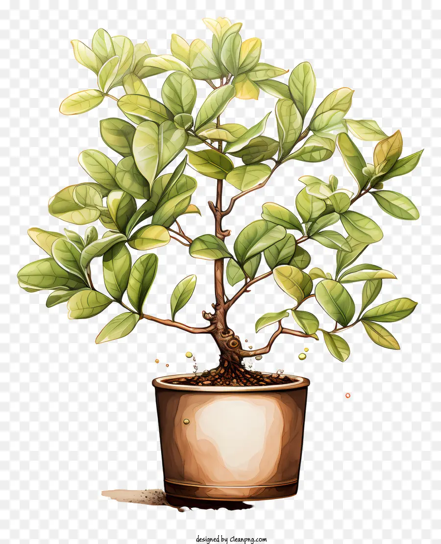 Planta Do Café，Uma árvore Bonsai PNG