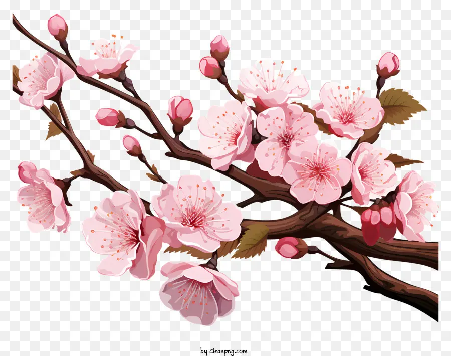 Blossom De Filial De Cereja Desenhada à Mão，Sakura PNG