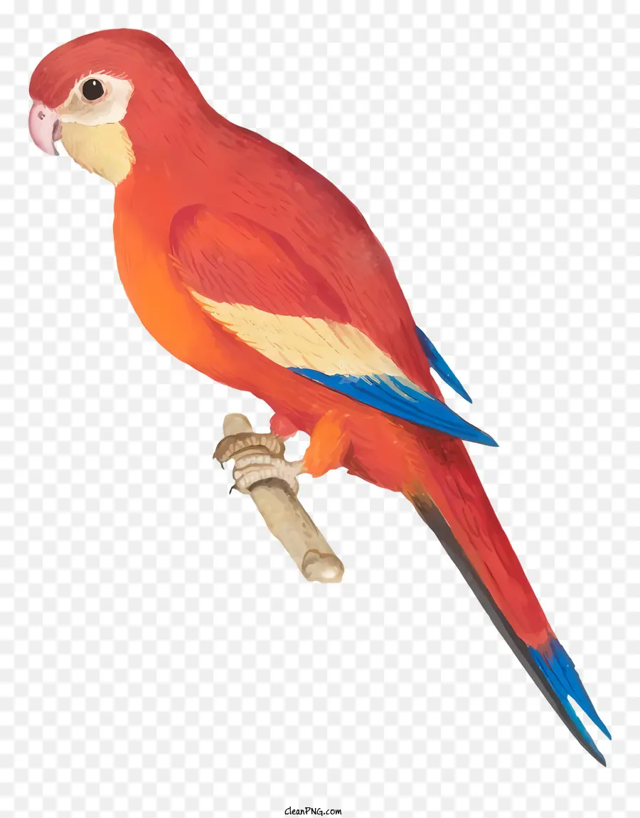 Parrot De Pássaro，Papagaio PNG