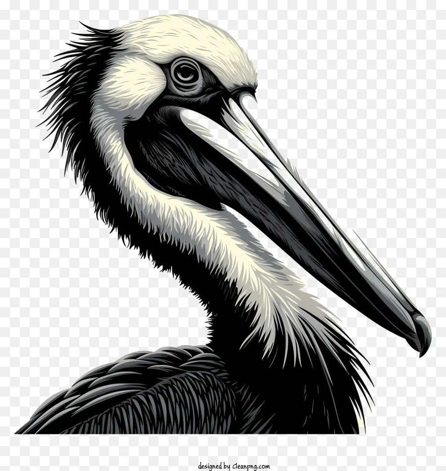 Pelicano，Pássaro Com Bico Longo PNG