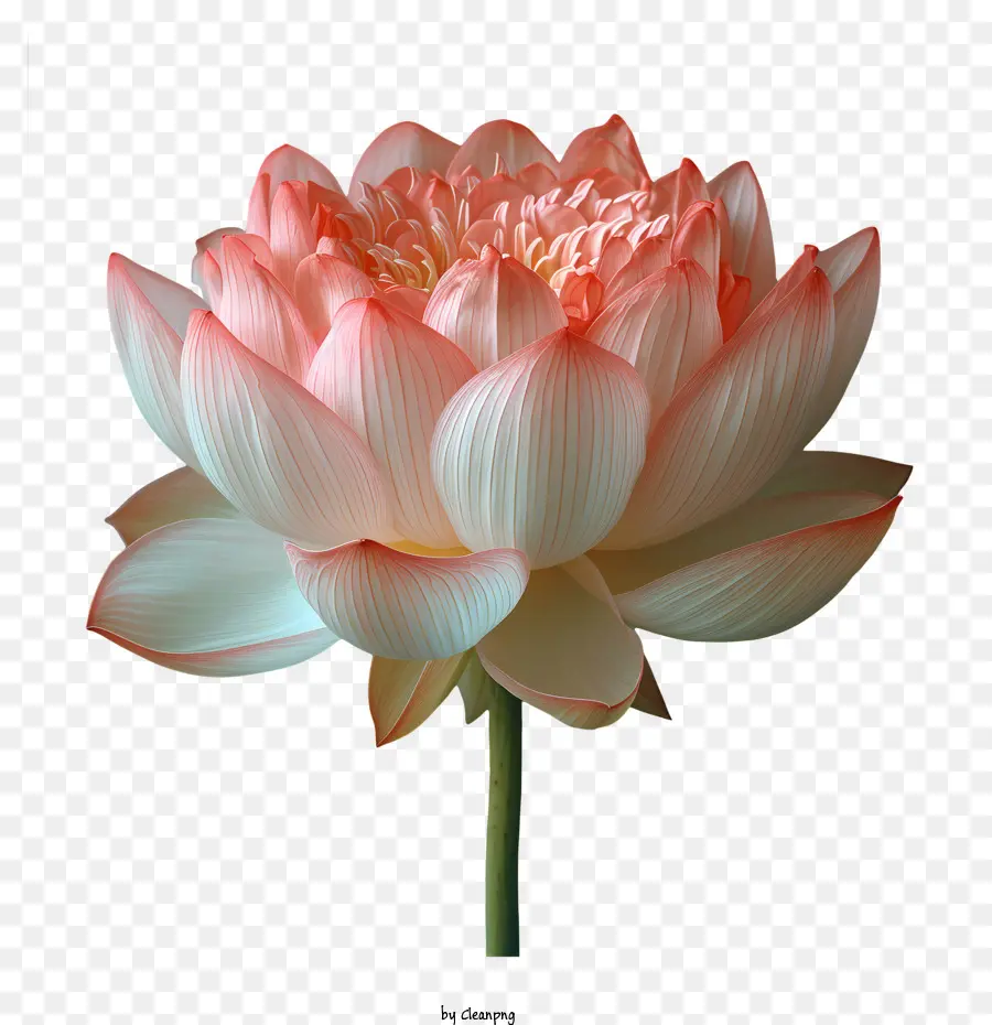 Flor De Lotus，Flor De Lótus Rosa PNG