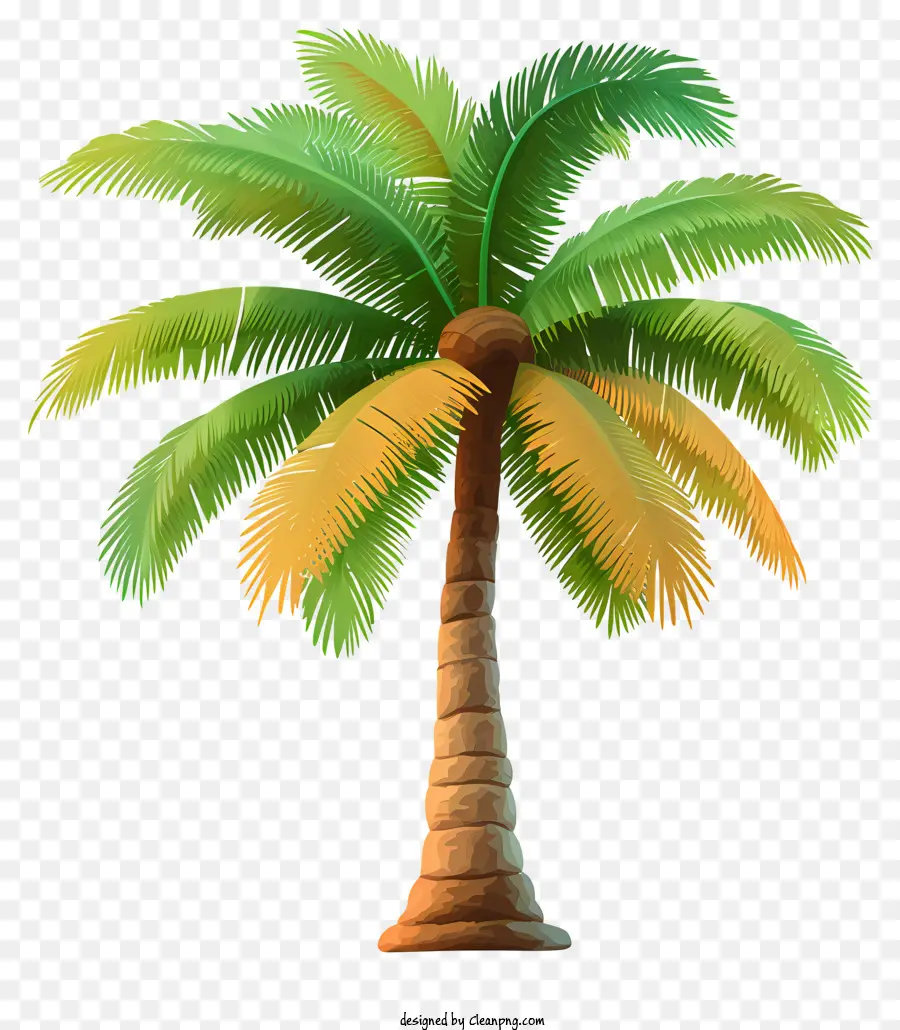 Coqueiro，Palmeira PNG