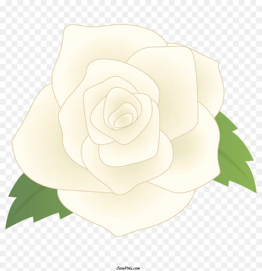 Rosa，Rosa Branca PNG