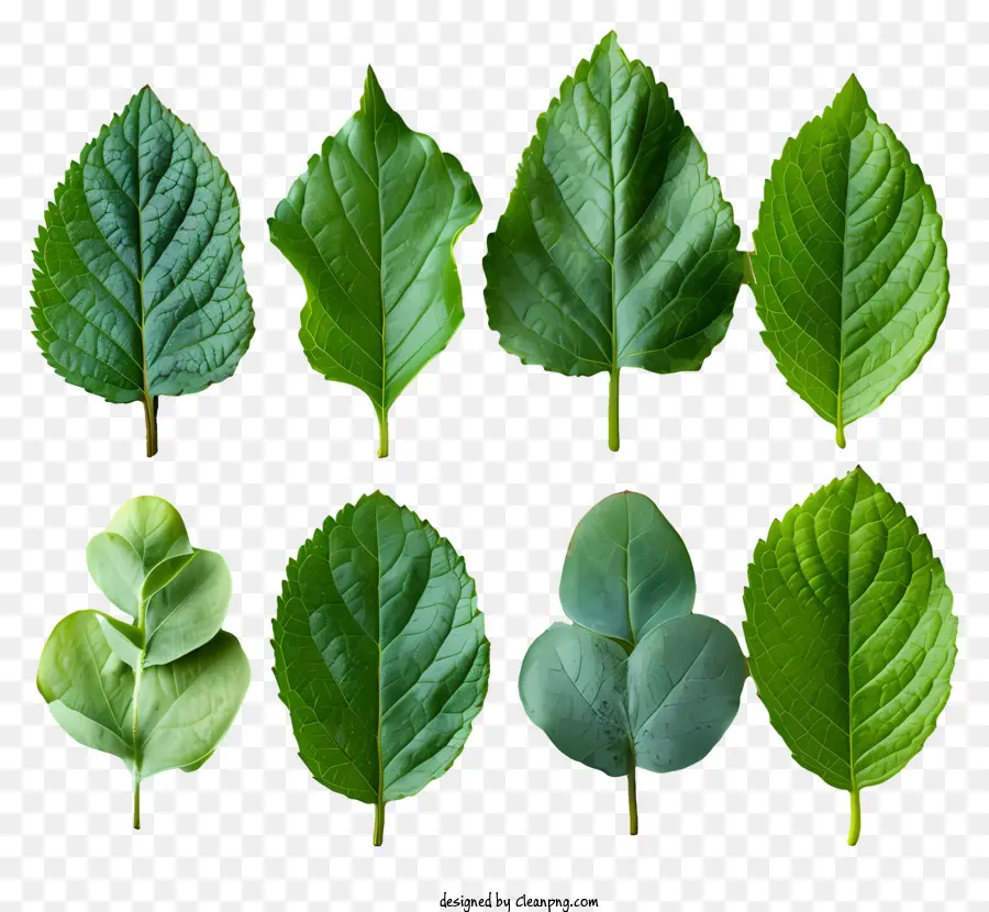 Folhas Verdes，Forma De Folha PNG