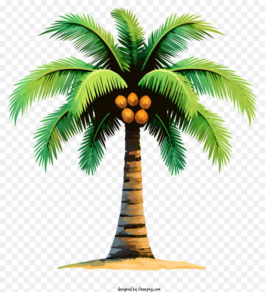 Árvore De Coco No Estilo Doodle，Palmeira PNG
