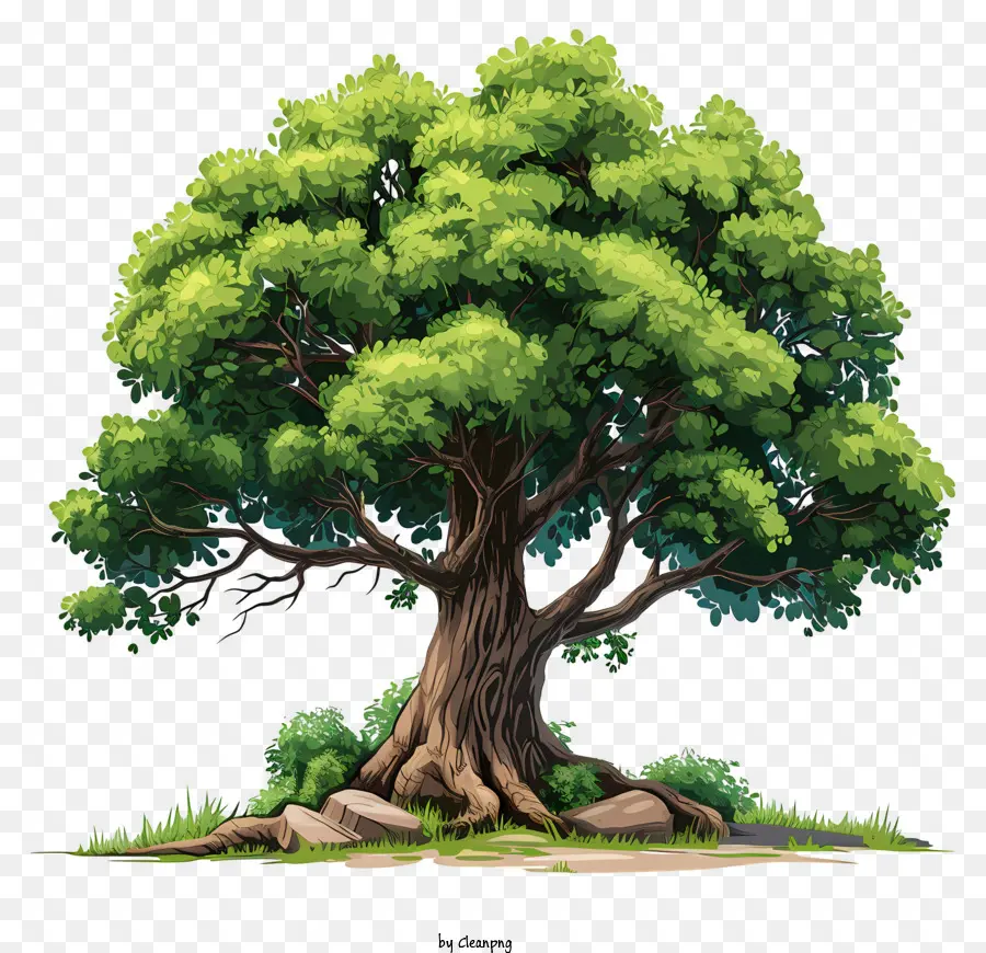 árvore Grande Desenhada à Mão，Oak Green Tree PNG