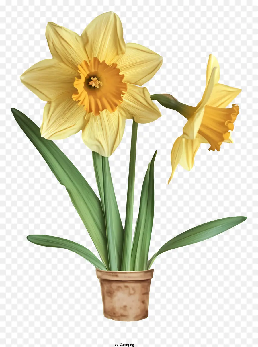 Narciso Plano，Narcisos PNG