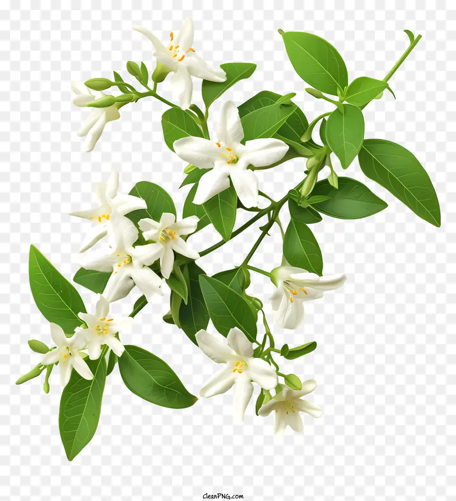 Estrela Branca Jasmine，Flores De Jasmim Branco PNG