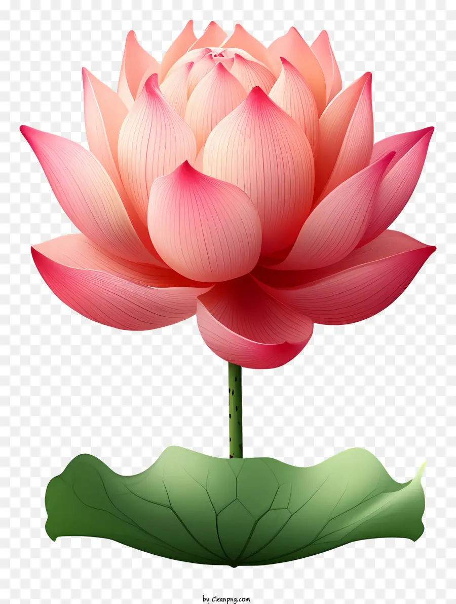 Flor Plana De Lótus，Flor De Lótus PNG