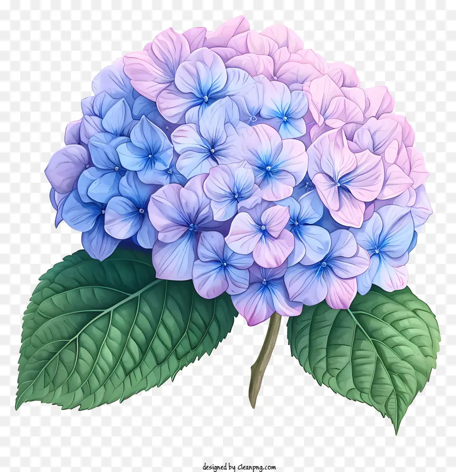 Flor Da Hortênsia Desenhada à Mão，Azul Hortênsia PNG