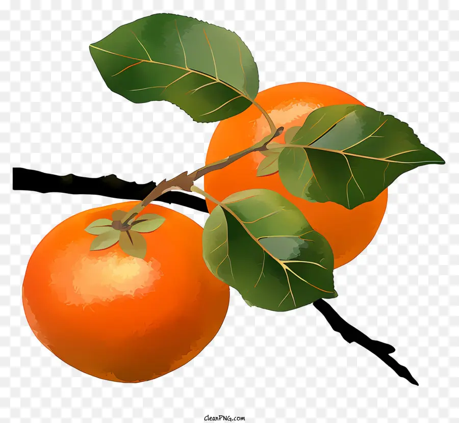 Persimmon No Estilo Aquarela，Laranjas Maduras PNG