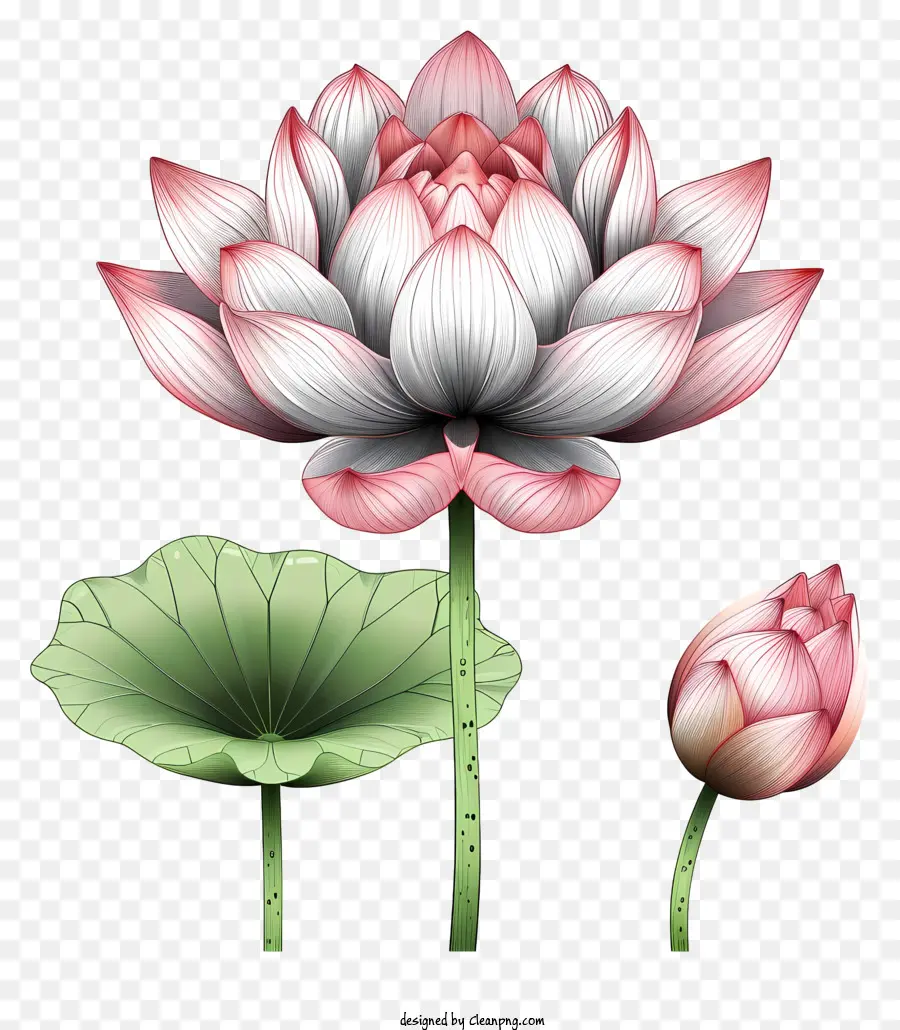 Flor Do Lótus Do Estilo Doodle，Flores Vermelhas De Lótus PNG