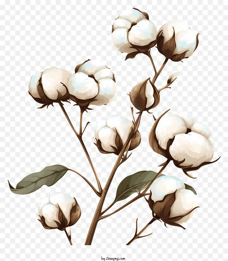 Flores De Algodão，Imagem De Planta Preta E Branca PNG