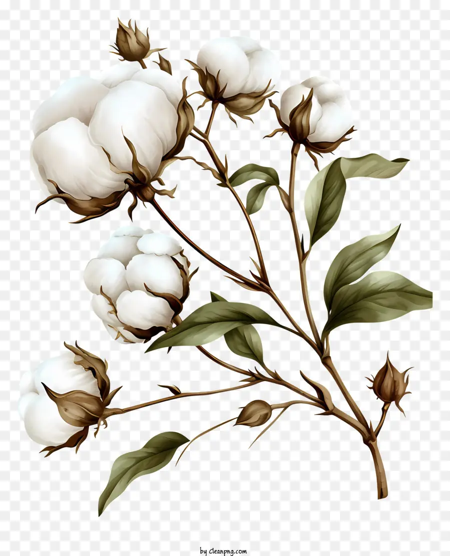 Flores De Algodão，Ilustração De Flores De Algodão PNG