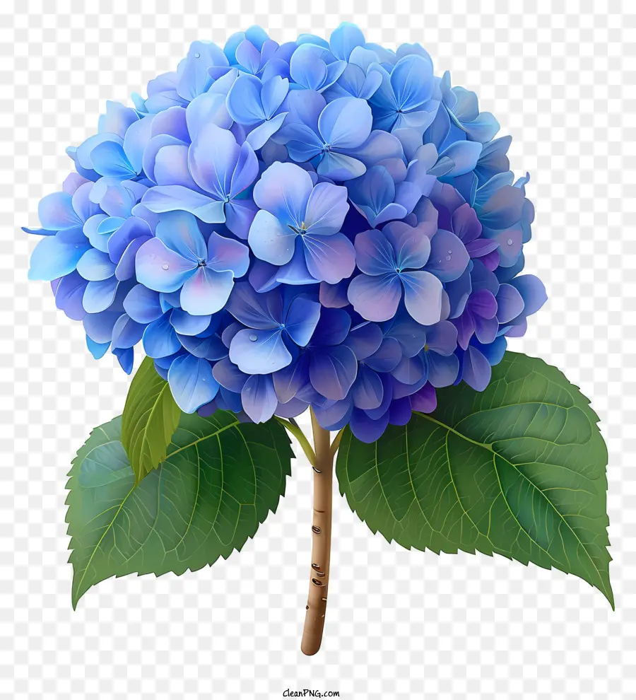 Flor De Hortênsia Pastel，Flor Azul PNG