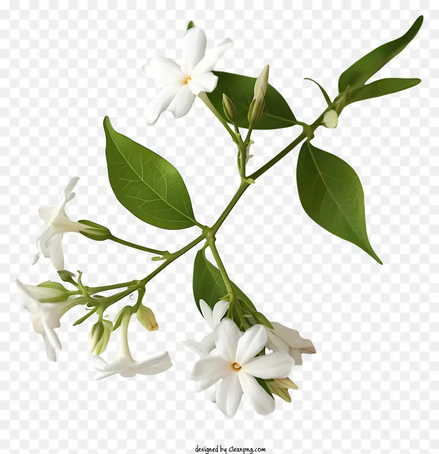 Estrela Branca Jasmine，Flor De Jasmim Branco PNG