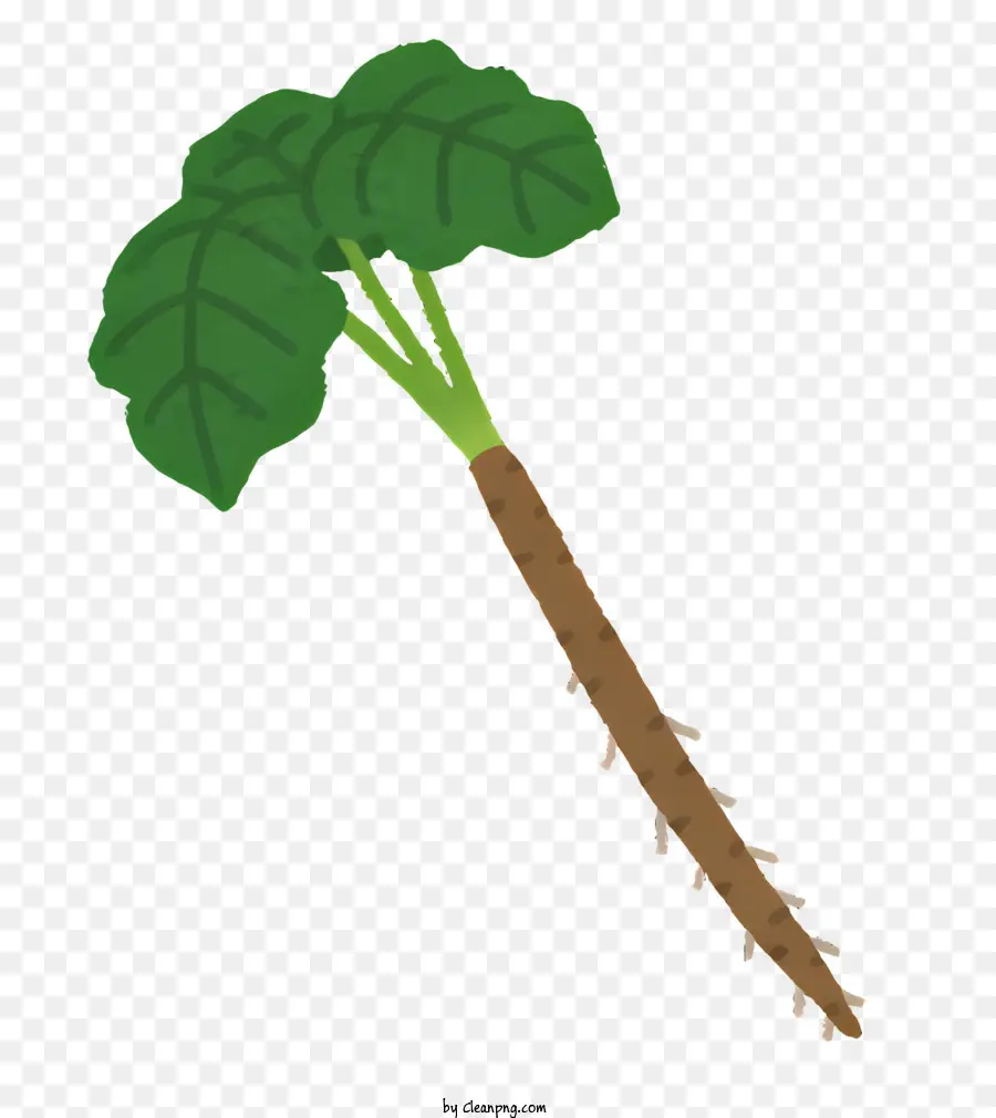 Vegetal，Vegetal De Raiz PNG