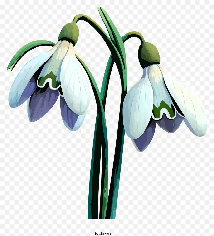 Flor De Snowdrop De Estilo Realista，Snowdrops PNG