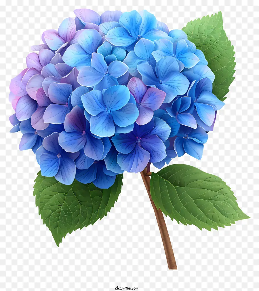 Flor Do Pastel Hydrangea，Hidrante Azul PNG