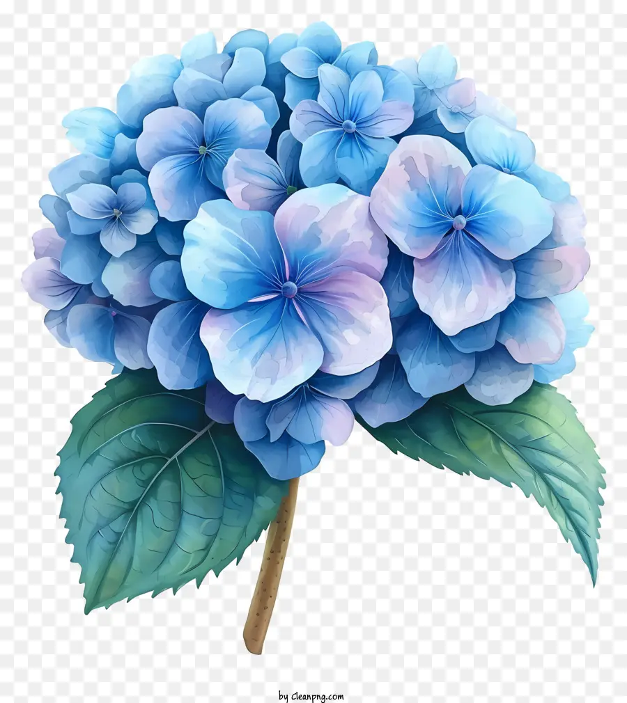 Flor De Hortênsia Pastel，Flor De Hidrante Azul PNG