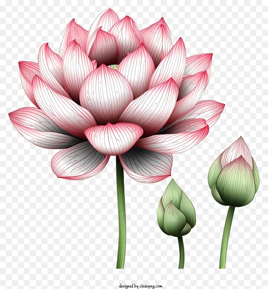 Flor Do Lótus Do Estilo Doodle，Flor De Lótus Rosa PNG