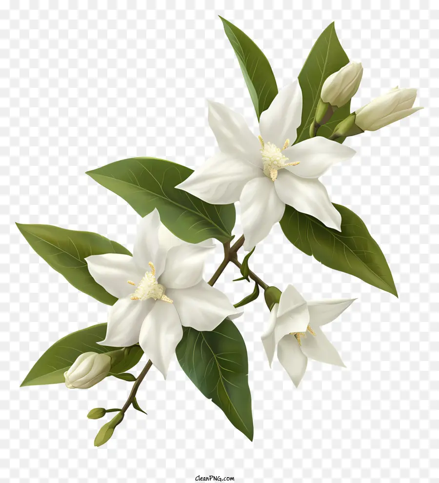 Jasmim De Estrela Branca，Flor De Jasmim Branco PNG