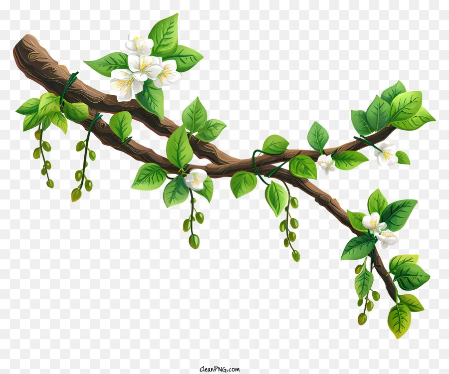 Galho De árvore Desenhado à Mão，Flores Brancas PNG