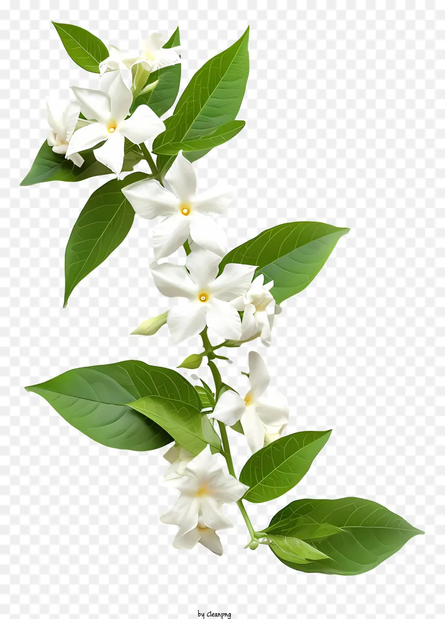 Jasmim De Estrela Branca，Flores Brancas PNG