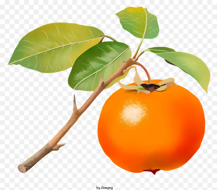 Persimmon No Estilo Aquarela，Laranjeira PNG