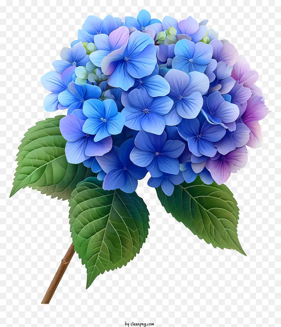 Flor Do Pastel Hydrangea，Hidrante Azul PNG