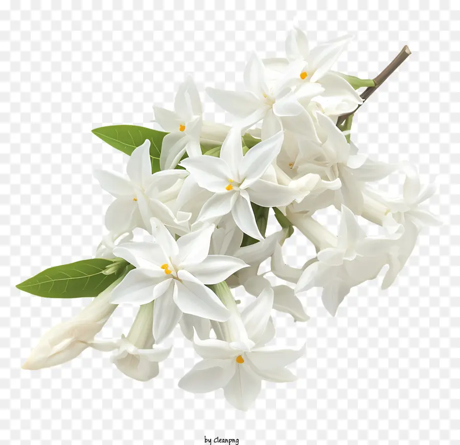 Jasmim De Estrela Branca，Flores De Jasmim Branco PNG