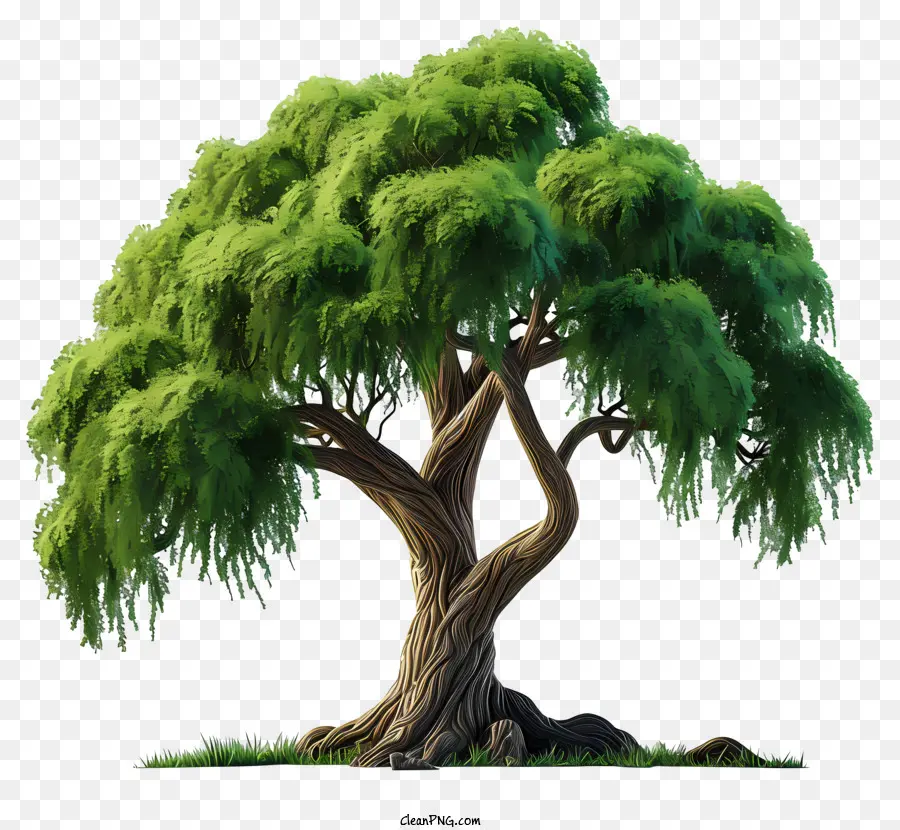 Árvore Grande Plana，árvore Verde PNG