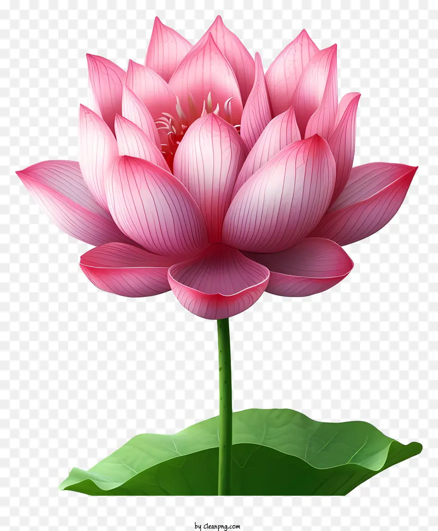 Flor Plana De Lótus，Flor De Lótus Rosa PNG